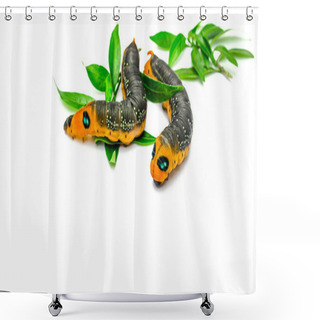 Personality  Orange Caterpillar Shower Curtains