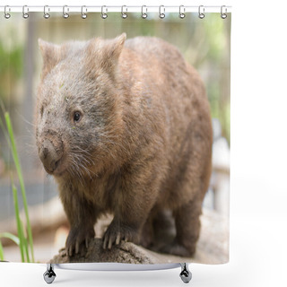 Personality  Australian Common Wombat Shower Curtains