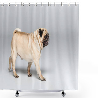 Personality  Cute Pug Dog Shower Curtains