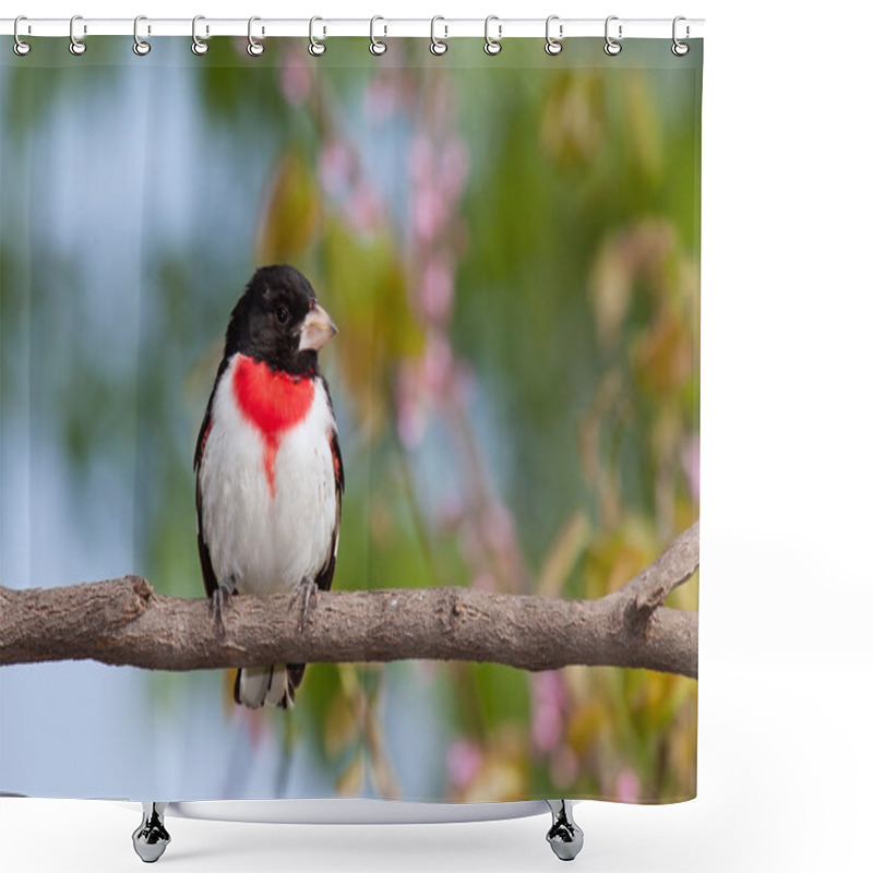 Personality  Rose-breasted Grosbeak Shower Curtains