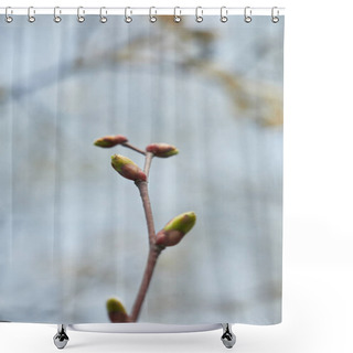 Personality  Close Up Of Tree Branch With Closed Buds On Blurred Grey Background Shower Curtains