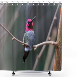 Personality  Male Annas Hummingbird (Calypte Anna) On A Perch  Shower Curtains