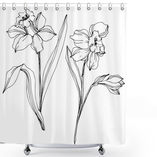 Personality  Vector Narcissus Flowers Illustration Isolated On White. Black And White Engraved Ink Art.  Shower Curtains