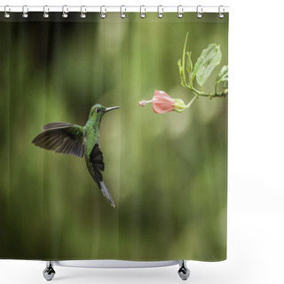 Personality  Stripe-tailed Hummingbird Shower Curtains