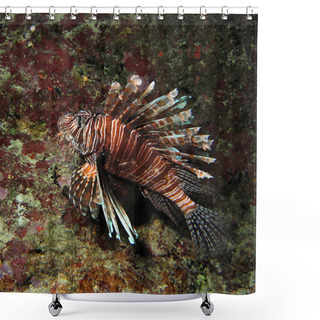 Personality  Invasive Lionfish, Pterois Miles Shower Curtains