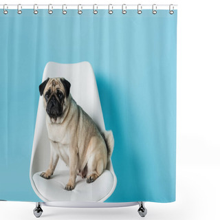 Personality  Funny, Fawn Color Pug Sitting On White Chair On Blue Background Shower Curtains