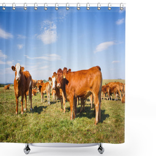 Personality  Cows Grazing On A Lovely Green Pasture Shower Curtains