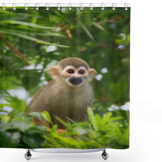 Personality  Squirrel Monkey Shower Curtains