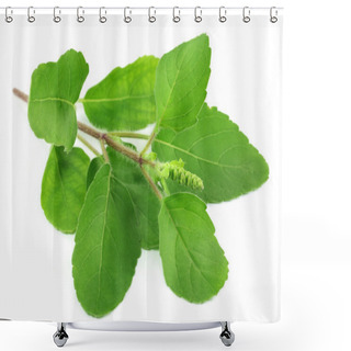 Personality  Medicinal Holy Basil Or Tulsi Leaves Shower Curtains