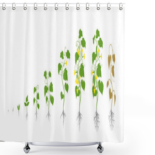 Personality  Cucumber Plant. Growth Stages. Vector Illustration. Cucumis Sativus. Ripening Period. The Life Cycle Of The Cucumbers. Root System. Use Fertilizers. On White Background. Shower Curtains