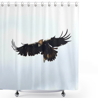 Personality  Spanish Imperial Eagle Adult Male Flying On A Cloudy Day With A Lot Of Wind Shower Curtains