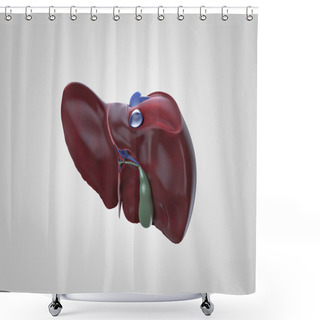Personality  Realistic Human Liver Illustration Shower Curtains