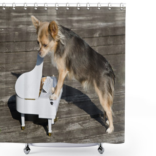 Personality  Maestro Chihuahua Dog Is Playing On Piano Shower Curtains
