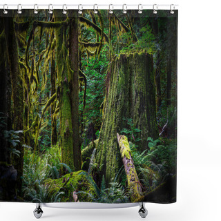 Personality  Old Growth Forest At Sunset Shower Curtains