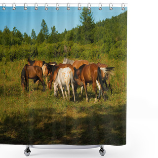 Personality  Horse Herd Gazing Shower Curtains
