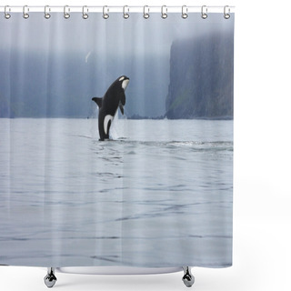 Personality  Orca Jumping In The Wild Shower Curtains