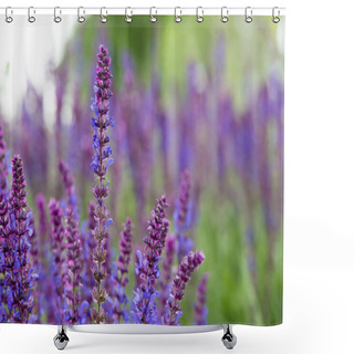 Personality  Sage Flowers, Salvia Officinalis, May, Dobrogea, Romania Shower Curtains