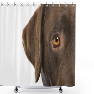 Personality  Chocolate Labrador Retriever Dog Shower Curtains