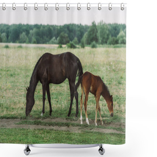Personality  Side View Of Brown Horse With Colt Eating Green Grass While Pasturing On Field Shower Curtains