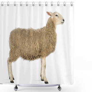 Personality  Side View Of A Sheep Against White Background Shower Curtains
