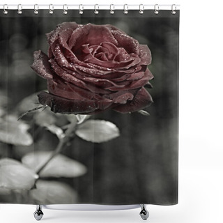 Personality  Dark Red Rose Shower Curtains