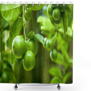 Personality  Limes Shower Curtains