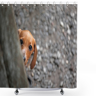 Personality  Dachshund Puppy Kennel Stone Background  Shower Curtains