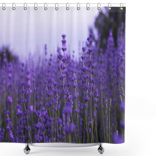 Personality  Lavender Flowers In Field Shower Curtains