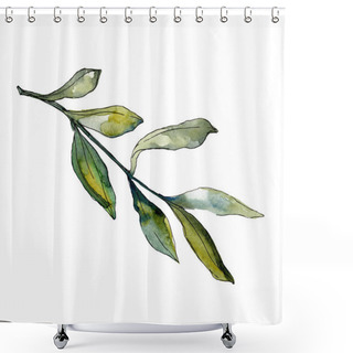 Personality  Olive Leaves Illustration Set. Watercolour Drawing Fashion Aquarelle.  Shower Curtains