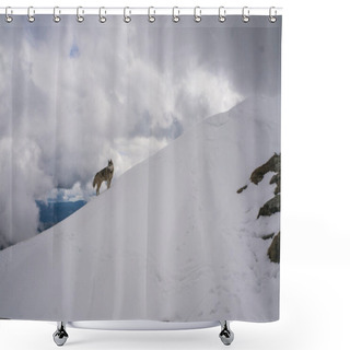 Personality  Dog In Snowy Mountains Shower Curtains