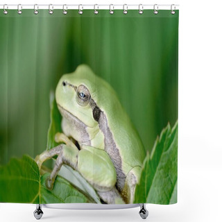 Personality  Green Frog Shower Curtains