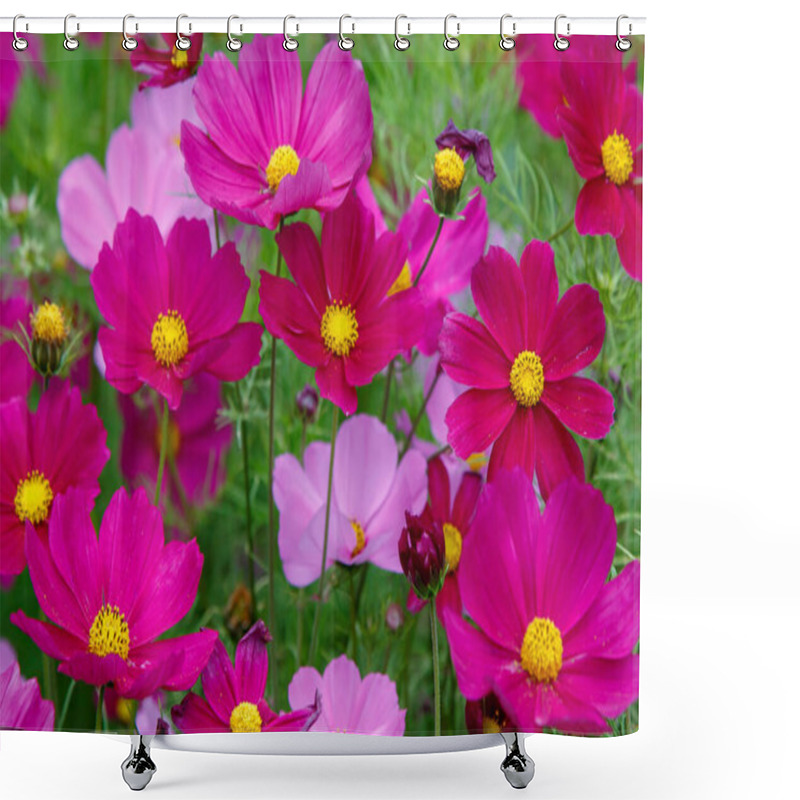 Personality  Bright Pink Cosmos Flowers On Blurred Green Background Shower Curtains