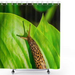 Personality  Leopard Slug On Hosta Leaf Shower Curtains