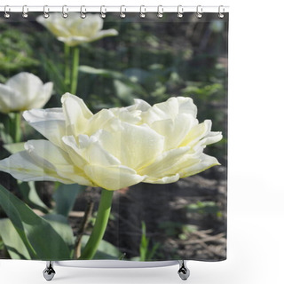 Personality  Yellow Tulip In The Garden Shower Curtains