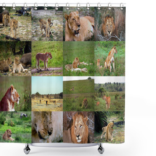 Personality  Lions And Lionesses Shower Curtains