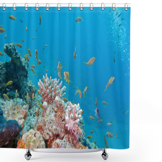 Personality   Coral Reef With Shoal Of Fishes Scalefin Anthias, Underwater Shower Curtains