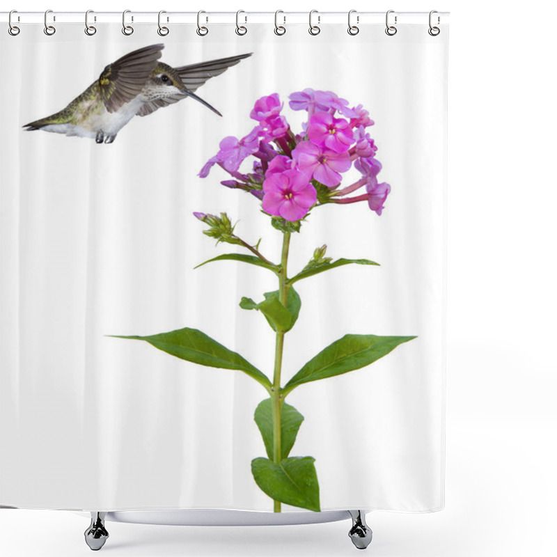 Personality  Hummingbird floats over a phlox shower curtains