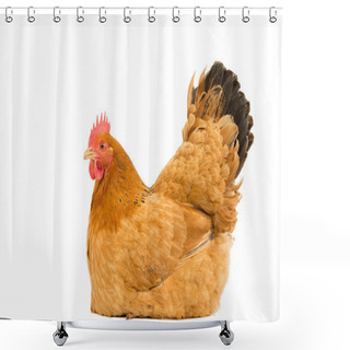 Personality  A Portrait Of A New Hampshire Red Hen Chicken Sitting Down Breeding Full Body Isolated On A White Background Shower Curtains
