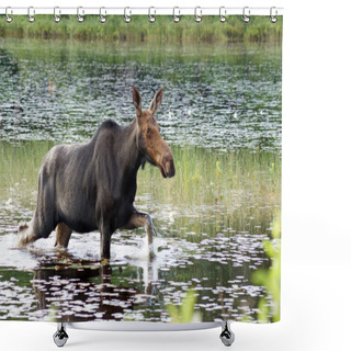 Personality  Female Moose Walks Through The Swamp Shower Curtains