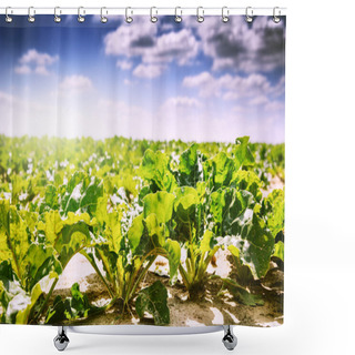 Personality  Agricultural Field With Sugar Beet Shower Curtains