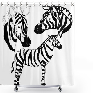 Personality  Vector Exotic Zebra Wild Animal Isolated. Black And White Engraved Ink Art. Isolated Animal Illustration Element. Shower Curtains