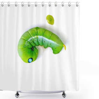 Personality  Green Butterfly Worm (Leaf Eating Caterpillar) On White Background Shower Curtains