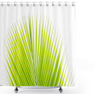 Personality  Coconut Leaves On White Background Shower Curtains