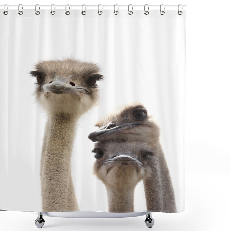 Personality  Ostriches Isolated Shower Curtains