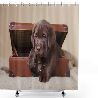 Personality  Puppy Breed Labrador Shower Curtains