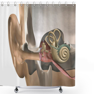 Personality  Inner Ear Cross-section Shower Curtains