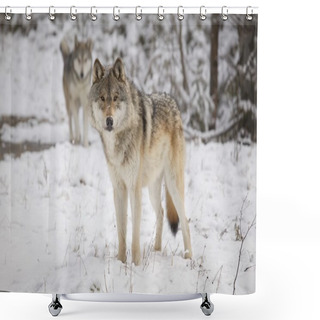 Personality  Wolves Shower Curtains