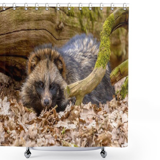 Personality  Raccoon Dog Resting Shower Curtains