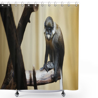 Personality  Wild And Furry Gibbon Sitting On Tree In Zoo  Shower Curtains