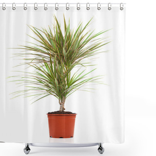 Personality  Dracaena In A Pot On A White Background Shower Curtains